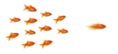 Follow the Leader, Blog Feature